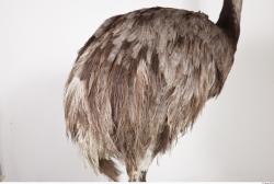 Emus